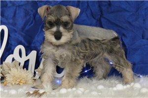 Melody - Schnauzer, Miniature for sale