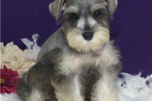 Maria - Miniature Schnauzer for sale