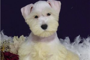 Layla - Miniature Schnauzer for sale