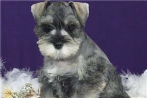 Sophia - Miniature Schnauzer for sale