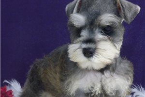 Lassy - Schnauzer, Miniature for sale