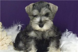 Silas - Schnauzer, Miniature for sale