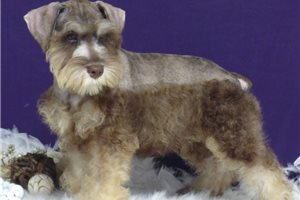 Midas - Miniature Schnauzer for sale