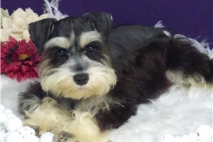 Fancy - Miniature Schnauzer for sale