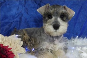 Mellow - puppy for sale
