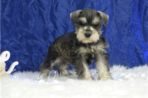 Louie - Schnauzer, Miniature for sale