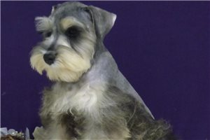 Lassy - Miniature Schnauzer for sale