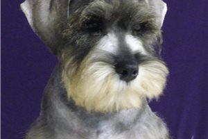 Monroe - Miniature Schnauzer for sale