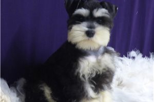 Fancy - Miniature Schnauzer for sale