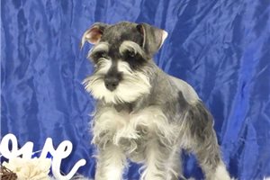 Mercy - Schnauzer, Miniature for sale