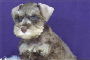 Midas - Schnauzer, Miniature for sale