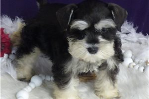 Fancy - puppy for sale