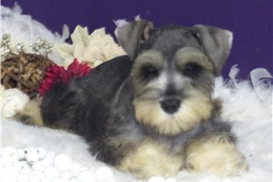 Muriel - Miniature Schnauzer for sale