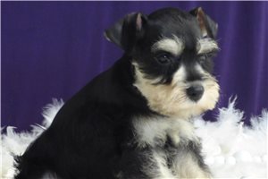 Melody - Miniature Schnauzer for sale