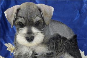 Monet - puppy for sale