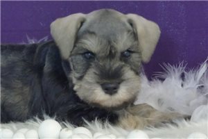 Silas - Schnauzer, Miniature for sale
