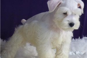 Layla - Schnauzer, Miniature for sale