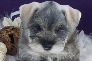 Santiago - Schnauzer, Miniature for sale
