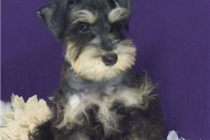 Malcolm - Miniature Schnauzer for sale