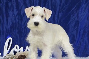 Mojo - puppy for sale