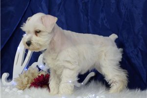 Lilly Bell - Schnauzer, Miniature for sale