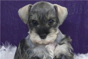 Sophia - Schnauzer, Miniature for sale