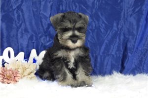 Lilo - puppy for sale