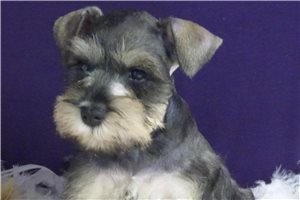 Muriel - puppy for sale