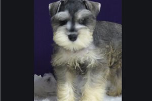 Lassy - Miniature Schnauzer for sale