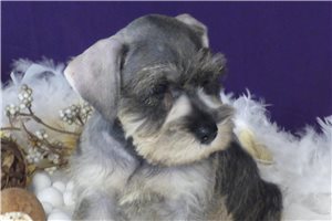 Monroe - Schnauzer, Miniature for sale