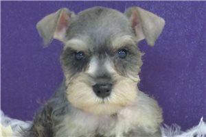 Maria - puppy for sale