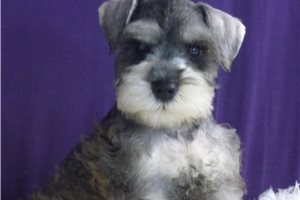 Trent - Schnauzer, Miniature for sale