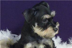 Malcolm - Schnauzer, Miniature for sale