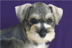 Mikey - Schnauzer, Miniature for sale