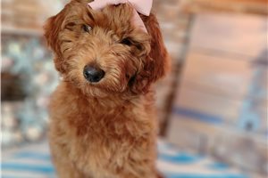 Nevaeh - Goldendoodle, Mini for sale