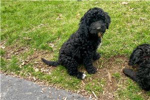 Myrtle - puppy for sale