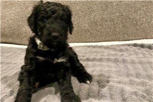 Kent - puppy for sale