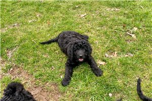 Mickey - Bernedoodle for sale