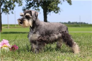 Quintus - Schnauzer, Miniature for sale