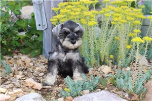 Quana - Schnauzer, Miniature for sale