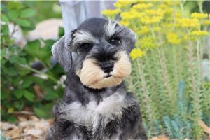 Quintus - Schnauzer, Miniature for sale