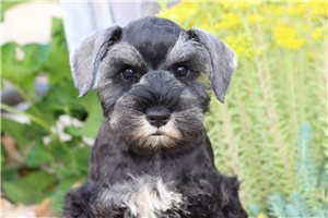 Quinn - Schnauzer, Miniature for sale