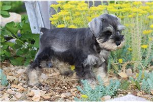 Quana - Schnauzer, Miniature for sale