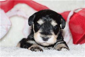 Octavia - Schnauzer, Miniature for sale