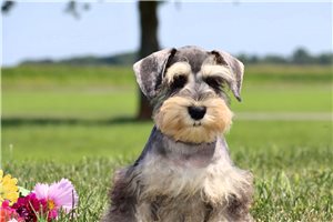 Quartz - Schnauzer, Miniature for sale