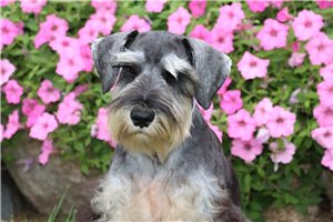 Quintus - Schnauzer, Miniature for sale