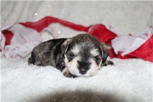 Olive - Schnauzer, Miniature for sale