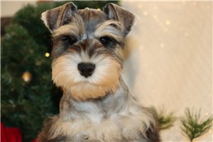 Nema - Schnauzer, Miniature for sale