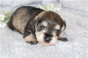 Queenie - Schnauzer, Miniature for sale