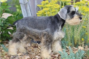 Quartz - Schnauzer, Miniature for sale